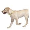 HAPINARY 4-Piece Gold Chain Dog Collar Set for Small Dogs, Elegant Pet Neck Decoration for Parties and Special Occasions view 2