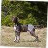 Parliky Washable Dog Diaper for Female Dogs view 4