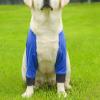 Dog Front Elbow Sleeves view 2