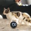 Interactive Cat Toy Ball view 2