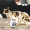Interactive Cat Toy: Feather Bell Toy, Puzzle Toy with view 3