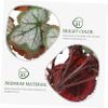 BESPORTBLE 3-Piece Decorative Reptile Plants for Terrariums, Natural-Looking Decor for Tortoises, Lizards, Spiders and Fish view 2