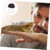 CORHAD 2-Pack Water Bowls for Reptiles view 3