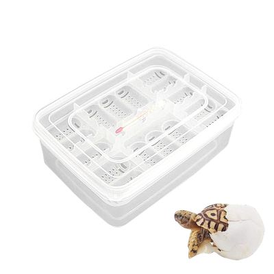 Reptile Incubation Egg Tray