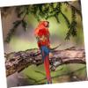 Hohopeti Parrot Diaper - Washable & Breathable view 3