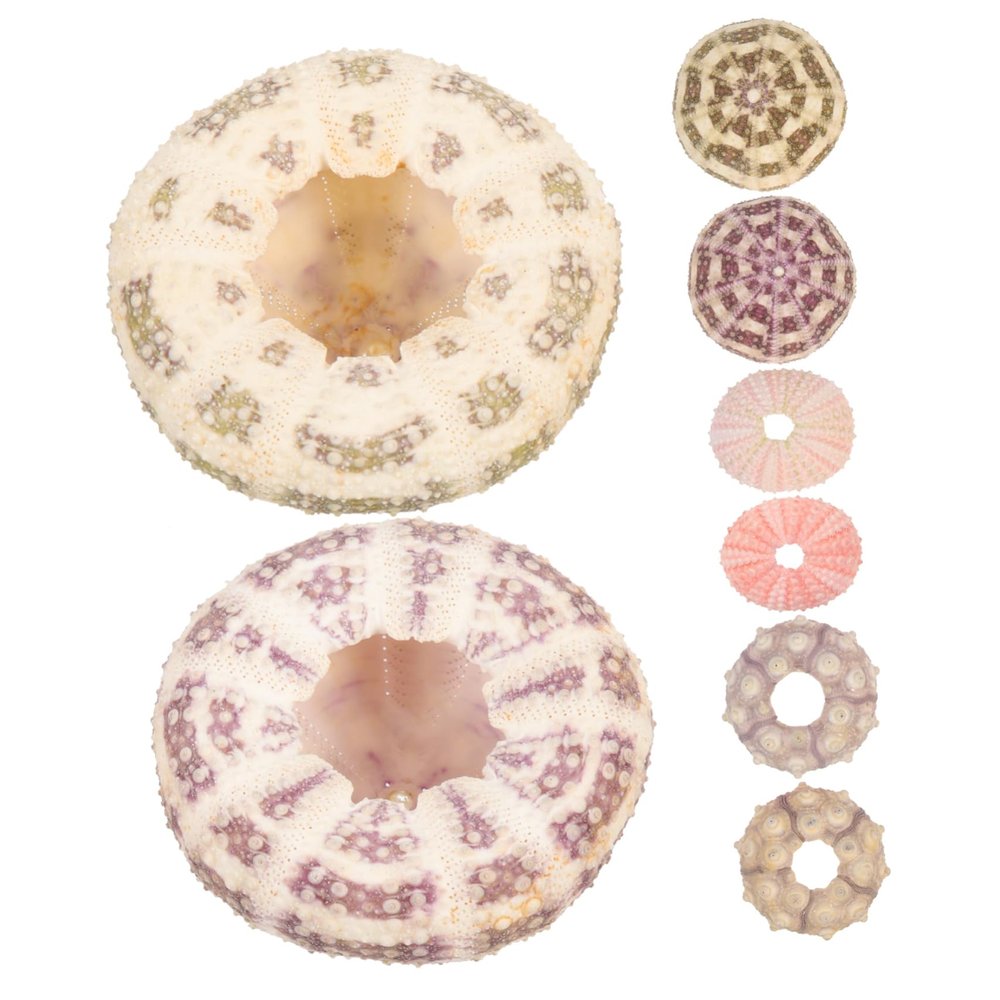 CIYODO 6-Piece Sea Urchin Shell Ornaments, Succulent Holders, Random Colors
