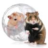 WOONEKY Transparent Hamster Ball view 3