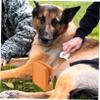 CIYODO Portable Silicone Dog Treat Pouch, Orange view 3