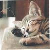Parliky 6-Piece Adjustable Cat Teaser Toy view 3