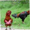 Adjustable Pink Chicken Harness with Leash for Hens and Roosters view 3