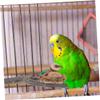 Parrot Claw-Grinding Perch for Budgies and Parrots view 3