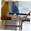 Parrot Claw-Grinding Perch for Budgies and Parrots view 4