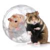 BESPORTBLE Clear Hamster Exercise Ball, Durable Plastic view 3