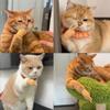 Breeshy Stretchable Cat Toy - Mini Hands for Cats, 3 Pack view 4