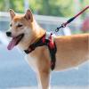 HWJFDC Adjustable Dog and Cat Harness with Leash, Reflective and Breathable Vest, Blue Rope, S view 3