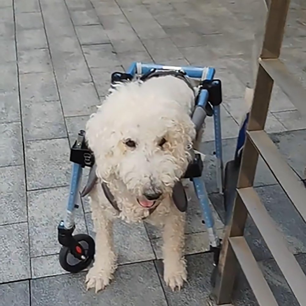 Elitix Dog Wheelchair, Adjustable Mobility Cart for Pets, 2-/4-Wheel Leg Support for Paralysis and Arthritis, Blue, XXL