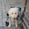 Elitix Dog Wheelchair, Adjustable Mobility Cart for Pets, 2-/4-Wheel Leg Support for Paralysis and Arthritis, Blue, XXL view 1