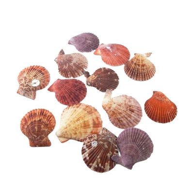 VDCVADKYE Natural Scallop Shells for Crafts, 20 Pieces/Bag, 3.5–5 cm