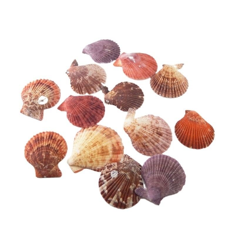 VDCVADKYE Natural Scallop Shells for Crafts, 20 Pieces/Bag, 3.5–5 cm