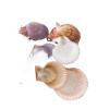 VDCVADKYE Natural Scallop Shells for Crafts, 20 Pieces/Bag, 3.5–5 cm view 2
