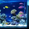 Betta Fish Leaves Aquarium Decorations view 2