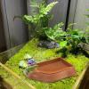 Turtle Water Bowl for Reptiles view 2