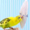 Cuttlebone for Birds - 11cm/4.33in, 12cm/4.72in, 15cm/5.9in view 2