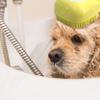 Domarex Silicone Brush for Dogs and Cats with Shampoo Dispenser, Soft Cleaning and Massage for Daily Bathing Care - Yellow view 4