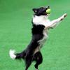 Bouncing Dog Ball for Aggressive Chewers view 2