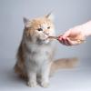 Catnip Sticks for Cats, Chew and Dental Toy view 2