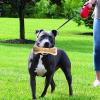 Bone Toy for Small Dogs - Beef Flavor Chew Toy view 3