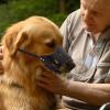 Dog Muzzle | Prevent Biting and Barking, Breathable and Comfortable view 2