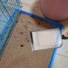 Cat Litter Scoop view 3