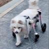 4-Wheel Dog Wheelchair, Mobility Aid for Disabled Dogs, Pink, X-Small view 2