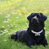 Xasbseulk Puppy Necklace | 3-Row Rhinestone Bone Pendant view 2