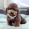 Xasbseulk Puppy Necklace | 3-Row Rhinestone Bone Pendant view 3
