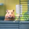 Hamster Water Bottle 80 ml view 4