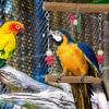 Bird Swing Toy - Easy Installation view 4