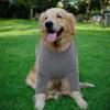 Anti-Lick Wound Sleeve for Dogs’ Front Legs view 2