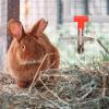Rabbit Water Dispenser - Metal Drinker with Nozzle view 3