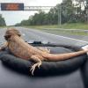 Reptile Car Hammock for Bearded Dragons view 2