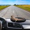Reptile Car Hammock for Bearded Dragons view 3