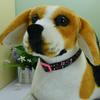 Newtensina Fashion Flower Pattern Dog Collar - Black - L view 3