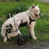 Generic 2-Wheel Dog Wheelchair for Large Breeds, Adjustable Pet Cart, Max. 50 kg view 1