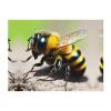 Little Bee Cute Fashionable Flannel Blanket, 127.7 x 101.6 cm view 1
