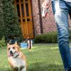 Polyester Dog Poop Bag Holder | ZipperePuppy view 4