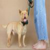 JKDSAO Dog Collar and Leash Set with Bow Tie, XL view 2