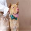 JKDSAO Durable Dog Collar for Small, Medium, and Large Dogs, L–XL with Bow Tie view 4