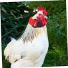 Supvox Flexible Rooster Collars - 2 Pack view 4