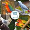 Parrot Fruit Holder | Multi-Purpose Feeder for Birds view 4
